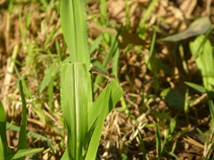 Coenagrionidae