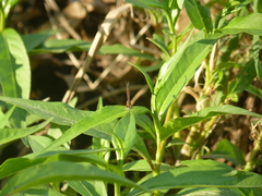 Coenagrionidae