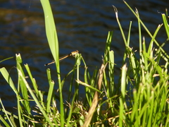 Coenagrionidae