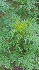 Magnoliopsida