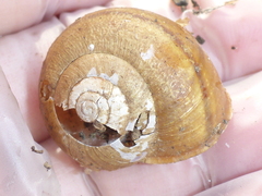 Helminthoglypta cypreophila