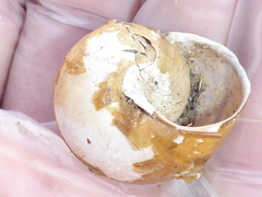 Helminthoglypta cypreophila