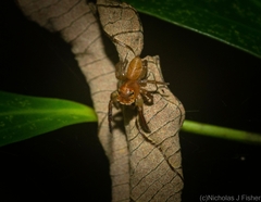 Prostheclina pallida