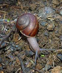 Helminthoglypta cypreophila