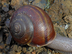 Helminthoglypta cypreophila