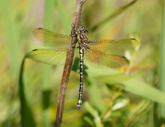 Eusynthemis virgula