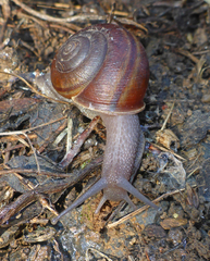 Helminthoglypta cypreophila