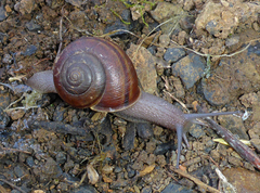 Helminthoglypta cypreophila