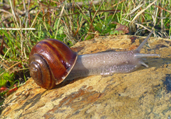 Helminthoglypta cypreophila
