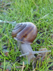 Helminthoglypta cypreophila