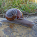 Foothill Shoulderband Snail - Photo (c) Robin Gwen Agarwal, some rights reserved (CC BY-NC), uploaded by Robin Gwen Agarwal