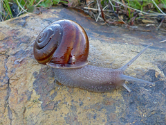 Helminthoglypta cypreophila