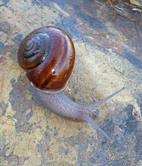 Helminthoglypta cypreophila