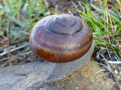 Helminthoglypta cypreophila