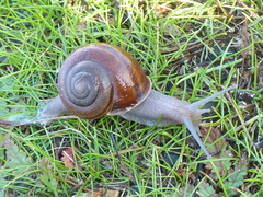 Helminthoglypta cypreophila