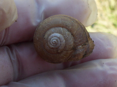 Helminthoglypta cypreophila
