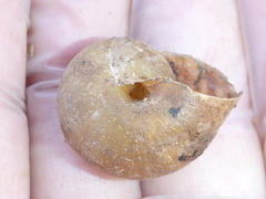 Helminthoglypta cypreophila