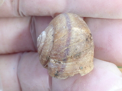 Helminthoglypta cypreophila