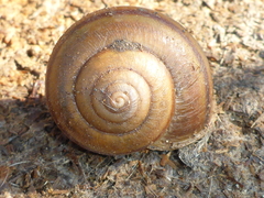 Helminthoglypta cypreophila