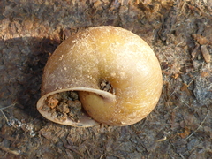 Helminthoglypta cypreophila