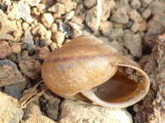 Helminthoglypta cypreophila