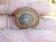 Helminthoglypta cypreophila