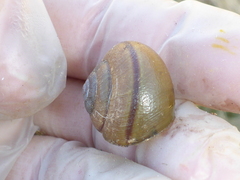 Helminthoglypta cypreophila