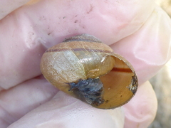 Helminthoglypta cypreophila