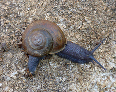 Helminthoglypta cypreophila