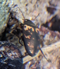Leconectes striatellus