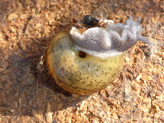 Helminthoglypta cypreophila