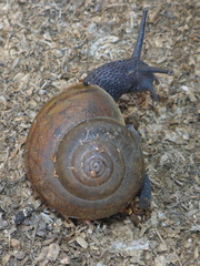 Helminthoglypta cypreophila