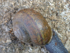 Helminthoglypta cypreophila