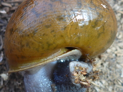 Helminthoglypta cypreophila