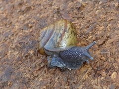 Helminthoglypta cypreophila