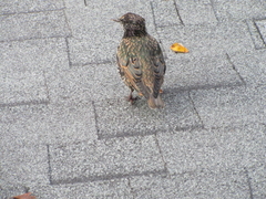 Sturnus vulgaris