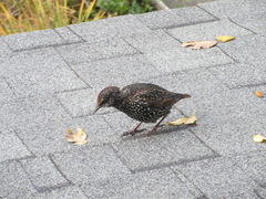 Sturnus vulgaris