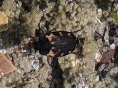 Leconectes striatellus