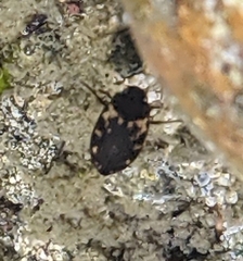 Leconectes striatellus