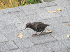 Sturnus vulgaris
