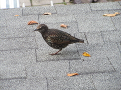 Sturnus vulgaris