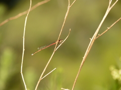 Coenagrionidae