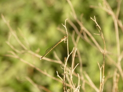 Coenagrionidae
