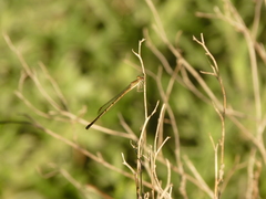 Coenagrionidae