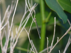 Coenagrionidae