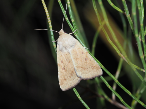 Native Budworm