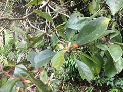 Pittosporum ferrugineum