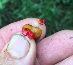 Pittosporum ferrugineum