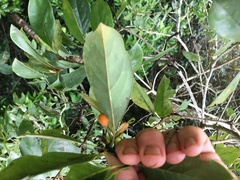 Pittosporum ferrugineum