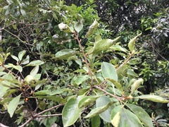 Pittosporum ferrugineum